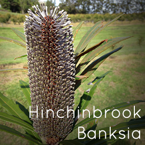 Photo of Hinchinbrook Banksia flower
